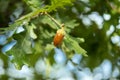 Ripe acorns on oak tree branch. Royalty Free Stock Photo