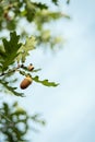 Ripe acorns on oak tree branch. Royalty Free Stock Photo