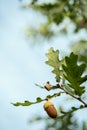 Ripe acorns on oak tree branch. Royalty Free Stock Photo