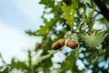Ripe acorns on oak tree branch. Fall blurred background with oak nuts and leaves Royalty Free Stock Photo
