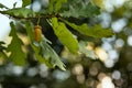 Ripe acorns on oak tree branch. Fall blurred background with oak nuts and leaves Royalty Free Stock Photo