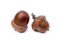 Ripe acorns Royalty Free Stock Photo