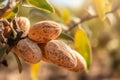 Ripe almond nuts closeup. Generate ai Royalty Free Stock Photo