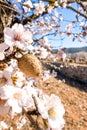 Ripe almond nuts and flowers on blossoming almond tree Royalty Free Stock Photo