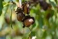 Ripe almond nuts in shell growing on almond tree Royalty Free Stock Photo