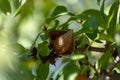 Ripe almond nuts in shell growing on almond tree Royalty Free Stock Photo