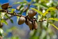 Ripe almond nuts in shell growing on almond tree Royalty Free Stock Photo