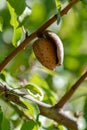 Ripe almond nuts in shell growing on almond tree Royalty Free Stock Photo