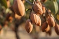 Ripe almond nuts on tree branch. Generate ai