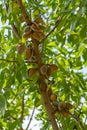 Ripe almond nuts on tree ready for harvest Royalty Free Stock Photo