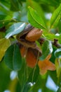 Ripe almond nuts on tree ready for harvest Royalty Free Stock Photo