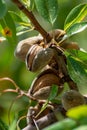 Ripe almond nuts on tree ready for harvest Royalty Free Stock Photo