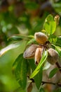 Ripe almond nuts on tree ready for harvest Royalty Free Stock Photo