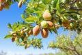 Ripe Almonds on almond tree ready to harvest Generative ai