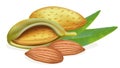 Ripe almonds with leaves Royalty Free Stock Photo