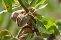 Ripe almonds nuts on almond tree ready to harvest Royalty Free Stock Photo