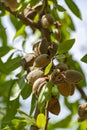 Ripe almonds nuts on almond tree ready to harvest Royalty Free Stock Photo