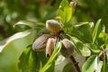 Ripe almonds nuts on almond tree ready to harvest Royalty Free Stock Photo