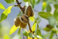 Ripe almonds nuts on almond tree ready to harvest Royalty Free Stock Photo