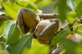 Ripe almonds nuts on almond tree ready to harvest Royalty Free Stock Photo