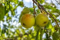 Ripe appetizing apples on an apple tree branch in the garden.