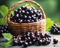 Ripe appetizing black currant berries in an overflowing basket, AI Royalty Free Stock Photo