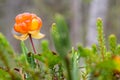 Ripe, appetizing northern berry cloudberry Rubus chamaemorus, in a forest swamp. Macro.