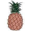 Ripe appetizing pineapple, cartoon illustration, isolated object on a white background, vector illustration