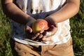 Ripe apple in the boy's hands