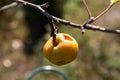 Ripe apple, some of it eaten by insects Royalty Free Stock Photo