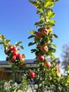 Ripe apple on a branch with leaves. Royalty Free Stock Photo