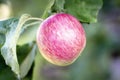 Ripe apple on a branch