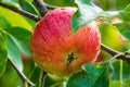 Ripe apple with dew drops on a tree in Germany Royalty Free Stock Photo