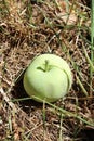 Ripe apple falling to the ground and lying in the grass Royalty Free Stock Photo