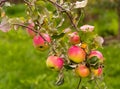 Ripe apple Fruit Growing On The Tree. Harvest summer time Royalty Free Stock Photo