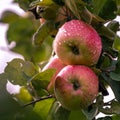 Ripe apple Fruit Growing On The Tree summer time Royalty Free Stock Photo