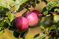 Ripe apple Fruit Growing On The Tree summer time Royalty Free Stock Photo