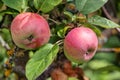 Ripe apple Fruit Growing On The Tree summer time Royalty Free Stock Photo