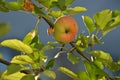 Ripe apple fruit on tree branch Royalty Free Stock Photo