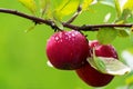 Ripe apple Fruits Growing On The Tree, soft focus Royalty Free Stock Photo