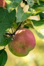 Ripe apple Fruits Growing On The Tree summer time Royalty Free Stock Photo