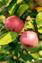 Ripe apple Fruits Growing On The Tree summer time Royalty Free Stock Photo