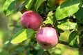 Ripe apple Fruits Growing On The Tree summer time Royalty Free Stock Photo