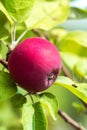 Ripe apple Fruits Growing On The Tree summer time Royalty Free Stock Photo