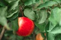 A ripe apple growing on a branch in the garden, saturated with the sun, gardening, picking, fresh fruits. Royalty Free Stock Photo