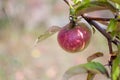Ripe apple grows on the tree Royalty Free Stock Photo