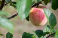 Ripe apple grows on the tree Royalty Free Stock Photo