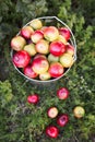 Ripe apple harvest in the grass