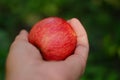 A ripe Apple lies in your hand, an Apple in your hand, the temptation to eat an Apple, a ripe red Apple in your hand. Royalty Free Stock Photo