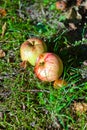 Ripe apple lying on the grass Royalty Free Stock Photo